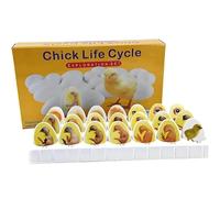 Chick Embryo Growth Model, 21Pcs Plastic Egg Hatching Development Life Cycle Teaching Set, Biological Anatomy Display Model for School Science Education Classroom Study Demonstration