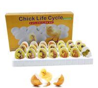 Chick Embryo Growth Model, Chick Life Cycle Exploration Set, 21 Plastic Eggs, Anatomy Drawings, Simulation of The Whole Process of Chick Embryo Development, for Study Teaching
