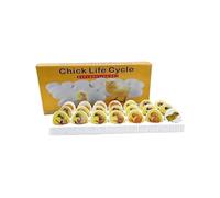 Chick Embryo Growth Model, Chick Life Cycle Exploration Set,21 Plastic Eggs, Egg Development Process Teaching Model, For Study Display Teaching