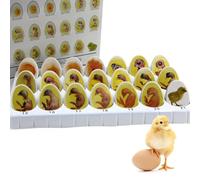 Chick Embryo Growth Model, Chick Life Cycle Exploration Set, 21 Plastic Eggs, Egg Hatching Development Process Biological Teaching Model - for Study Display Teaching Medical Model