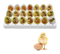 Chick Embryo Growth Model, Chick Life Cycle Exploration Set, 21 Plastic Eggs, Egg Hatching Development Process Anatomical Diagrams, for Study Display Teaching