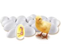 Chick Embryo Growth Model, Chick Life Cycle Exploration Set, 21 Plastic Eggs Simulation Whole Process of Chick Embryo Development, for Study Teaching.
