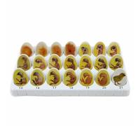 Chick Embryo Growth Model,Chick Life Cycle Exploration Set, Anatomy Drawing Biological Chick Embryo Growth Model Hatching Development Process Biological Teaching Model,21 Plastic Eggs
