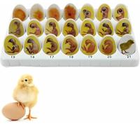 Chick Embryo Growth Model, Chick Life Cycle Exploration Set, Anatomy Drawings, Demonstration of Embryo Development, for Study Teaching, 21 Plastic Eggs