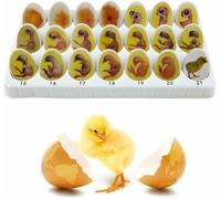 Chick Embryo Growth Model, Chick Life Cycle Exploration Set, Egg Hatching Development Process Anatomical Diagrams, for Study Display Teaching, 21 Plastic Eggs