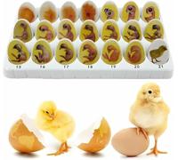 Chick Embryo Growth Model Life Cycle Exploration Set,Demonstration of Embryo Development, Chick Life Cycle Exploration Set Anatomy Drawings, for Study Teaching,21 Plastic Eggs
