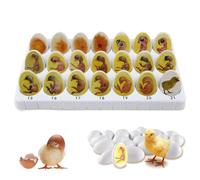 Chick Embryo Growth Model, Professional Chick Life Cycle Exploration Set with 21 Plastic Eggs, Egg Hatching Development Process Biological Teaching Model, for Study Display Teaching