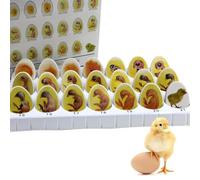 Chick Embryo Growth Model Set, 21 Pieces for Biology Teaching, Egg Hatching Development Process, Life Cycle Exploration Educational Tool