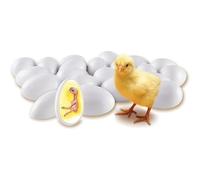Chick Life Cycle Exploration Set, 21 Pcs Egg Hatching Model for Biological Teaching and Study Display, Chick Embryo Development Process