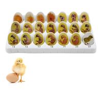 Chick Life Cycle Exploration Set - 21 Pieces, Chick Life Cycle Exploration Set, Hatching Development Process Biological Teaching Model