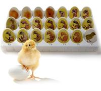 Chick Life Cycle Exploration Set, 21 Plastic Eggs for Embryo Growth, Anatomical Model Teaching Aid for Egg Hatching Development Process Study Display