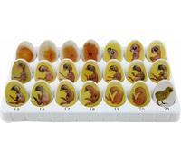 Chick Life Cycle Exploration Set ,Biological Teaching Model Chick Embryo Growth Model ,Hatching Development Process Biological Teaching Model