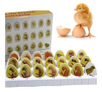 Chick Life Cycle Exploration Set, Chick Embryo Growth Model, 21 Plastic Eggs, Embryo Growth Hatching Development Model, for Biological Science Study