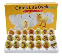 Chick Life Cycle Exploration Set, Chick Embryo Growth Model, Eggs Hatching Development Process Biological Teaching Model, 21 Plastic Eggs for Study Display Teaching