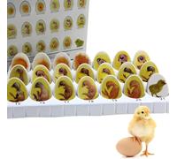 Chick Life Cycle Exploration Set,Chick Embryo Growth Model,Hatching Development Process Biological Teaching Model
