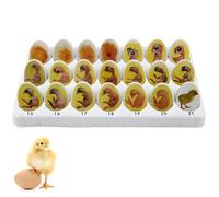 Chick Life Cycle Exploration Set, Educational Model for Learning Egg Hatching and Chick Development, Ideal for Biological Teaching