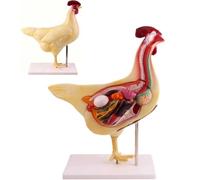 Chicken Anatomical Model, 3D Animal Anatomy Model Kit with Removable Organs and Skeleton, Detailed Biology Set for Veterinary Students, Farmers.