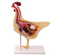Chicken Anatomical Model Detachable Chicken Organ Anatomy Model Simulation Chicken Model for Study Model (Size : 45X33Cm) (Size : 45 X 33Cm) (45 X 33Cm)