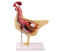 Chicken Anatomy Model, 3D Detachable Hen Anatomical Model for Veterinary Education, Simulation Chicken Organ Anatomy Kit for Anatomical Medicine
