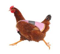 Chicken Chair Cover - Poultry Protector, Adjustable Chicken Apron | Protective Suit with Elastic Strap for Medium and Small Birds, Plum Loss Prevention