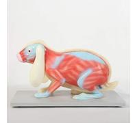 Chicken Frog Fish Rabbit Anatomical Model Animal Anatomy Biological Research Education