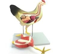 Chicken Hen Anatomy Model, Chicken Simulation Model with Detachable Visceral Organs Muscles Nerves, Suitable for Animal Biology Medical Teaching.