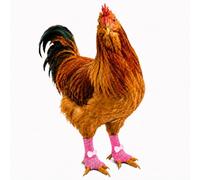Chicken Leg Covers, 1 Pair Breathable Mesh Chicken Boots with Bow, Open Toe Poultry Foot Sleeves for Hens Roosters Photos Daily Wear(H,Small)