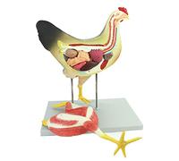 Chicken Model, Anatomy Model Of The 3D Puzzle Model Simulation Organ, Anatomical Animal Model