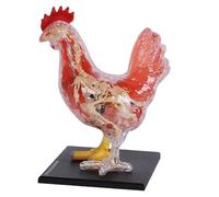 Chicken Skeleton Animal Anatomical Model,4D Chicken Skeleton Anatomy Model Kit,Chicken Intelligence Assembling Toy,for Teaching Material Demonstration