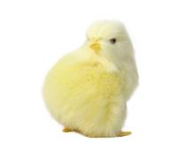 Chicken Stuffed Animal - Cuddly Toy Bird Replicas, Cute Small Chick | Farm Soft Kids Easter Egg Hunt, Lifelikes Poultry-Themed Plush Companion Indoor Nursery Room, Squeezable Doll Bedtime