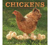 Chickens Square Wall Sunday Start Calend