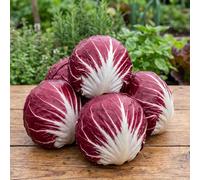 Chicory Palla Rossa Seeds - Leaf Vegetable Variety - Bright Red Round Heads with Crisp White Ribs - Ideal for Salads - Outdoor Growing - For Your Kitchen Garden