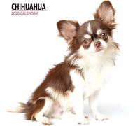 Chihuahua 2026 Modern Calendar