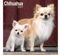 Chihuahua 2027 Calendar | Square Wall Calendar | Dog Breed Gift | Plastic Free Packaging | by Avonside Publishing