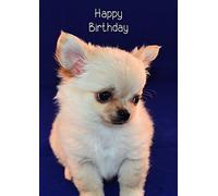Chihuahua Birthday Card