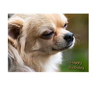 Chihuahua Dog Birthday Card