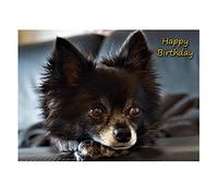 Chihuahua Dog Birthday Card