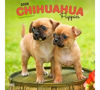 Chihuahua Puppies | 2026 12 x 24 Inch (Hanging) Monthly Square Wall Calendar | Plastic-Free | BrownTrout | Animals Small Dog Breeds