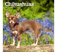 Chihuahuas 2026 - 16-Monatskalender: Original BrownTrout-Kalender [Mehrsprachig] [Kalender]