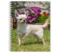 Chihuahuas | 2026 6 x 7.75 Inch Spiral-Bound Wire-O Weekly Engagement Planner Calendar | New Full-Color Image Every Week | BrownTrout | Animals Small Dog Breeds