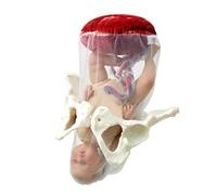 Childbirth Demonstration Pelvis Model, Female Childbirth Model, Midwifery Training Model Dynamic Childbirth Simulation Tool with Separable Baby & Pelvis Umbilical Cord for Gynecology Teaching
