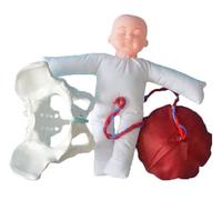 Childbirth Demonstration Pelvis Model - Female Pelvis Childbirth Model with Baby, Umbilical Cord, Placenta, Gynecology Teaching Anatomy Model