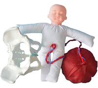 Childbirth Demonstration Pelvis Model, Life Size Female Pelvis Baby Model with Pelvic Floor Muscles Model, Anatomy Medical Model for Science Education, Gynecolo
