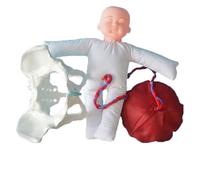 Childbirth Demonstration Pelvis Model, Life Size Female Pelvis Baby Model with Pelvic Floor Muscles Model, with Doll/with Umbilical Cord/with Placenta for Gynecology Teaching