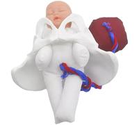 Childbirth Education Pelvis Model with Detachable Placenta Permanent Clinical School Teaching Aid for Gestational Courses Placental Pelvic Model for Medical Education