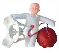 Childbirth Model with Female Pelvis and Baby Midwifery Training Model for Study Display Teaching Medical Model
