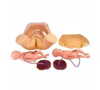 Childbirth Simulator Pelvis Model for Childbirth Demonstration, Natural Size Pelvic Anatomical Model, Maternity Teaching Mould Baby Uterus Models