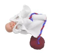 Childbirth Training Model Mini Female Pelvis with Baby, Fetus, Umbilical Cord, and Placenta Educational Simulator for Medical Teaching and Study
