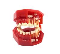 Children's Dental Teeth Model Primary & Permanent Teeth for Ages 3-12 (Ideal for 3-6 Years Old)