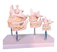 Children's Dentition And Jaw Development Model Human Bionic Tooth Anatomy Teaching Model Tooth Development Sequence Mode